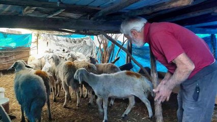 Köye dalan yırtıcı hayvan 27 koyunu telef etti