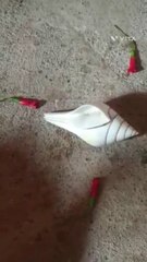 Vishnu shankha testing || Original Visnu Shankha & testing