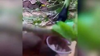 Kalo Joba || Kalo Joba testing || Black Hibiscus Flower