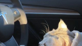 Cat on driver tesla car