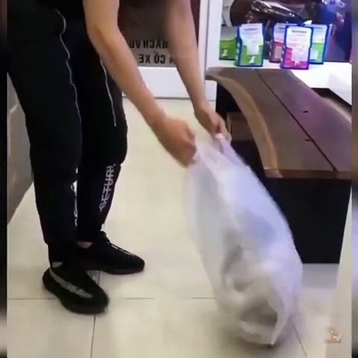 Baby Cat Cutes