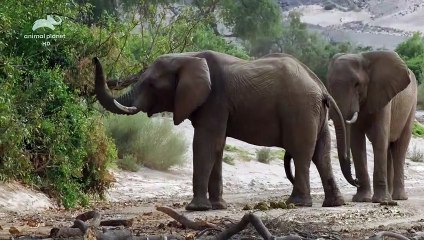Wild Africa - Rivers of Life - Hoanib River