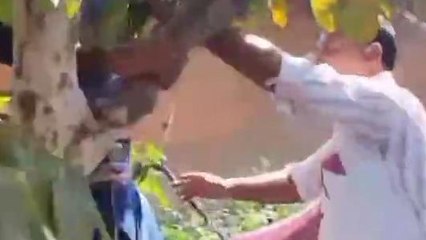 मंडला: पुलिस को देख पेड़ पर चढ़ा फरार वारंटी,देखें फिर क्या हुआ ?