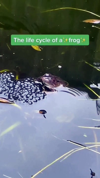The life cycle of a ✨frog✨