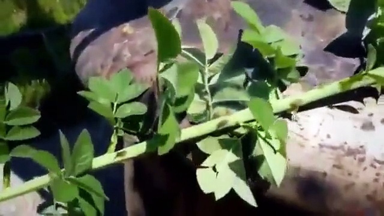 Strange Evidence - Se4 - Ep02 - Alien Jailbreak HD Watch HD Deutsch