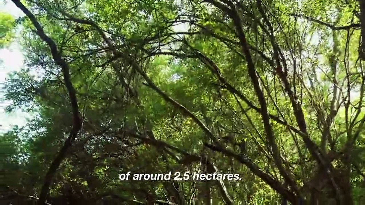 Hamilton's Pharmacopeia - Se3 - Ep05 - Bufotenine - In Search of Hataj HD Watch HD Deutsch