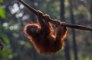 Orangutans hold clues to human speech evolution, scientists claim