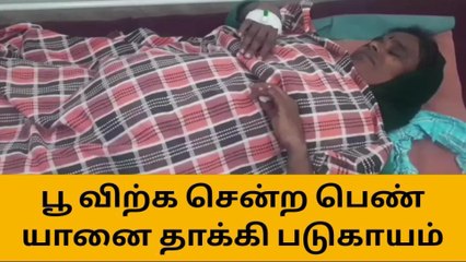 தேன்கனிக்கோட்டை அருகே யானை தாக்கி பெண் படுகாயம்!