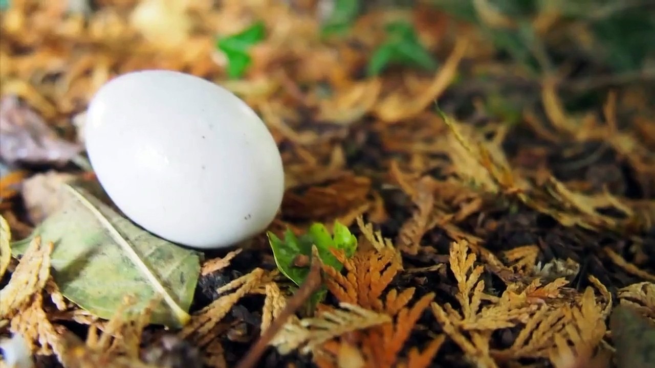 Nature's Strangest Mysteries - Solved - Se1 - Ep05 HD Watch HD Deutsch