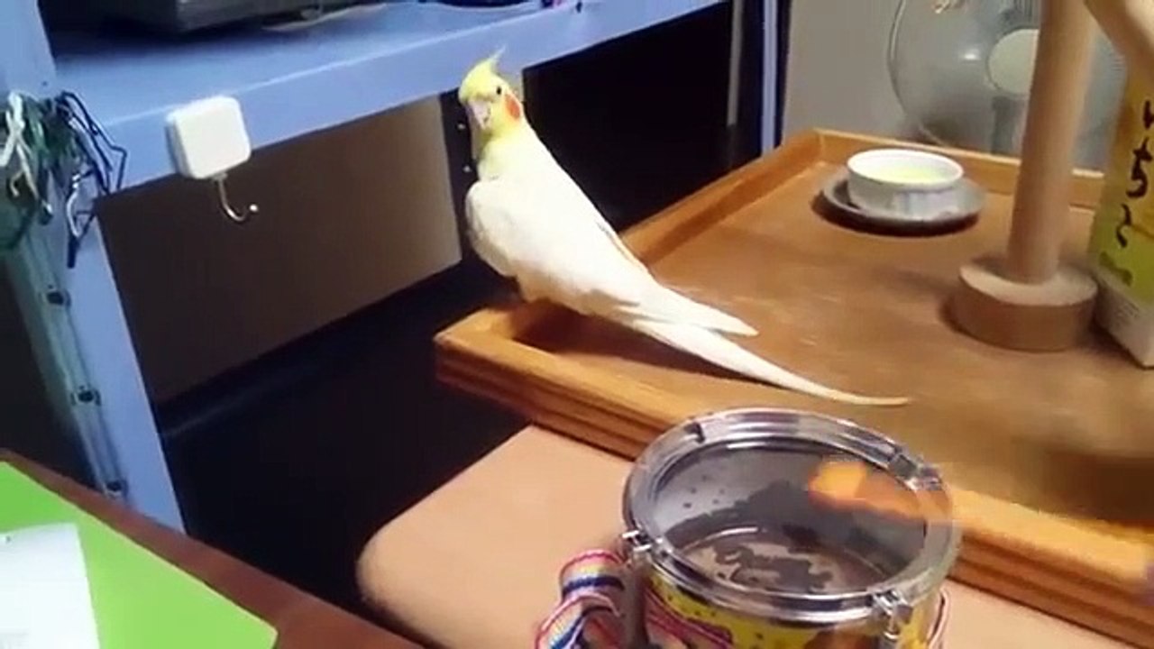 Nature's Strangest Mysteries - Solved - Se1 - Ep12 HD Watch HD Deutsch