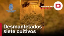 Desmantelados siete cultivos de marihuana en Gerona