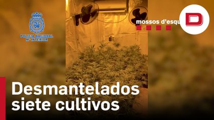 Desmantelan 7 Cultivos de Marihuana en Gerona 🚓