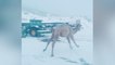 The Endearing Moment a Camel Galloped and Jumped for Joy at Seeing Snow for the First Time