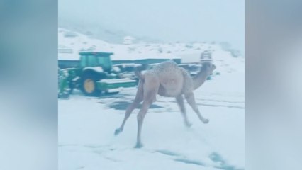 The Endearing Moment a Camel Galloped and Jumped for Joy at Seeing Snow for the First Time