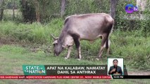 Apat na kalabaw, namatay dahil sa anthrax | SONA