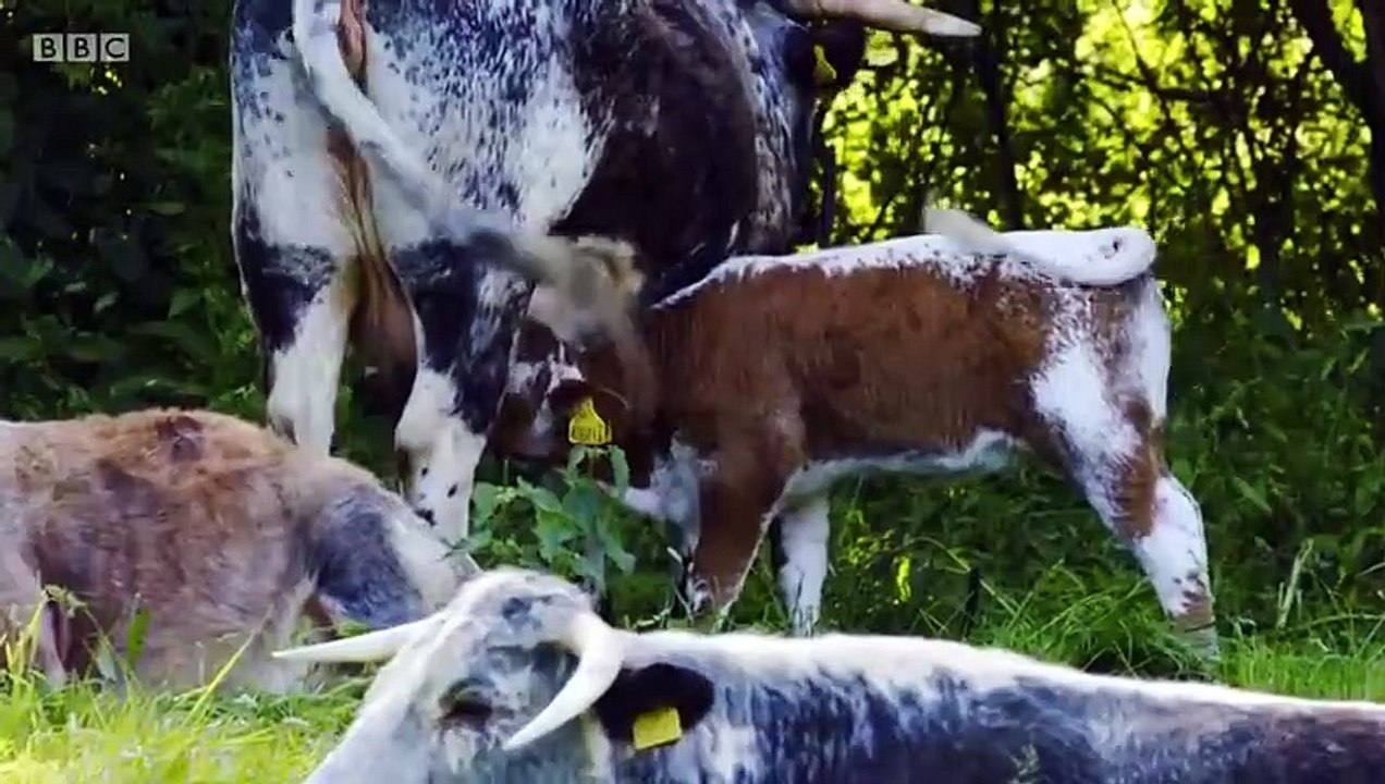 Secret Life of Farm Animals - Se1 - Ep02 - Cows HD Watch HD Deutsch