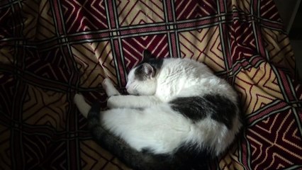 14 Years Old Cat Is Startled