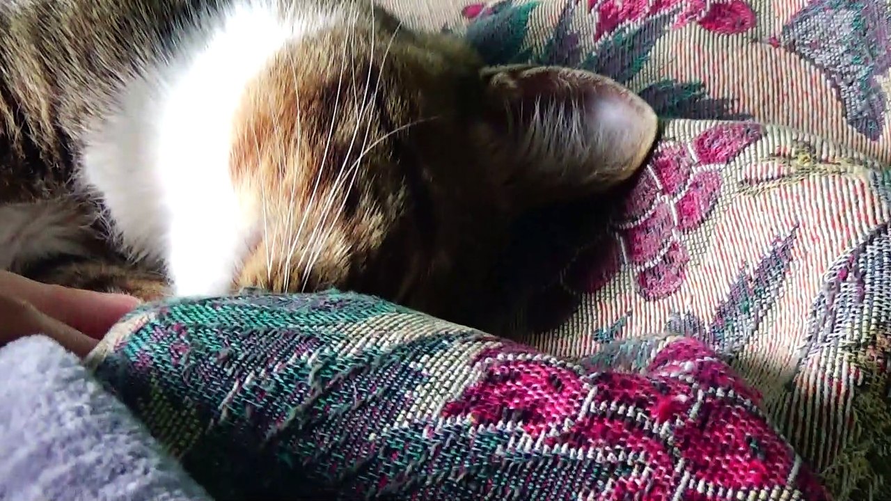 Kitten Rudolph Wakes up