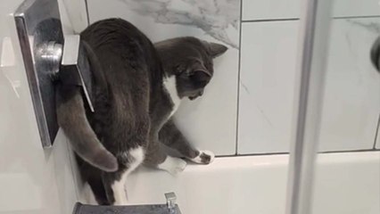 Water-hating cat fighting for his life after getting stuck in bathtub *HILARIOUS*