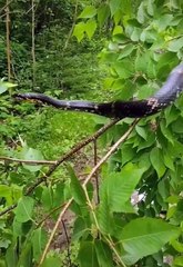 wow sound over trees #shorts