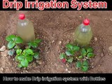 Drip Irrigation System| How to make Drip irrigation system with Bottles #drip #dripirrigation #system #bottels