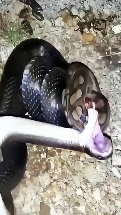 Snakes swallow other snakes #shorts#snake