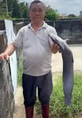 crocodile Crocodiles feed together #shorts