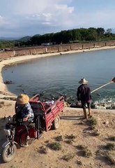 crocodile farm feed #shorts (top video) 2021