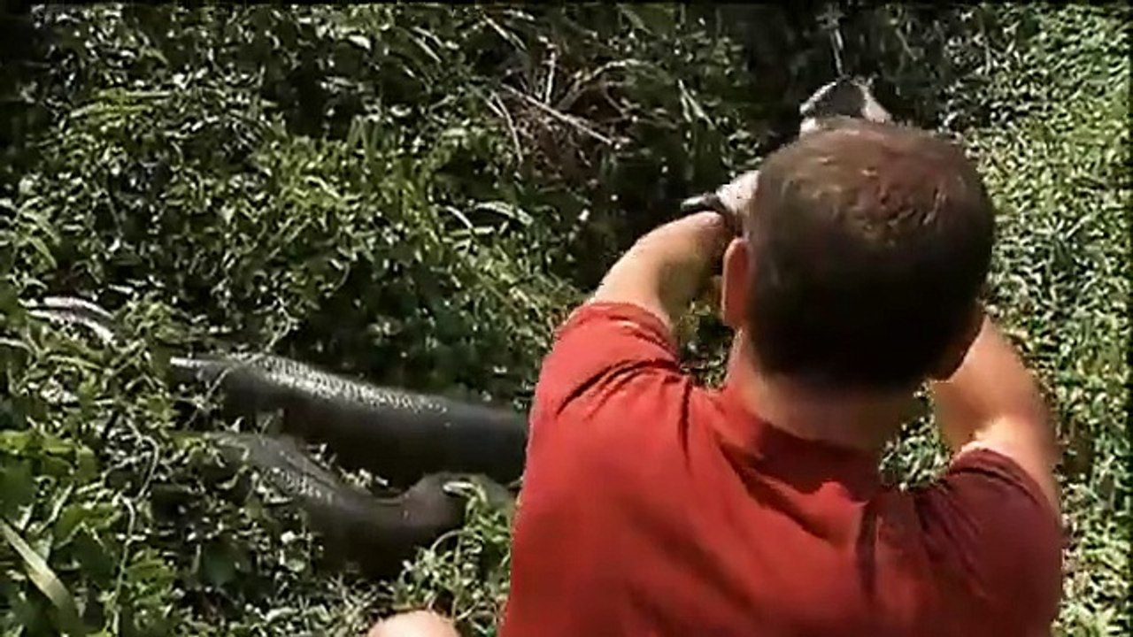 Wild Kratts - Se1 - Ep36 HD Watch HD Deutsch