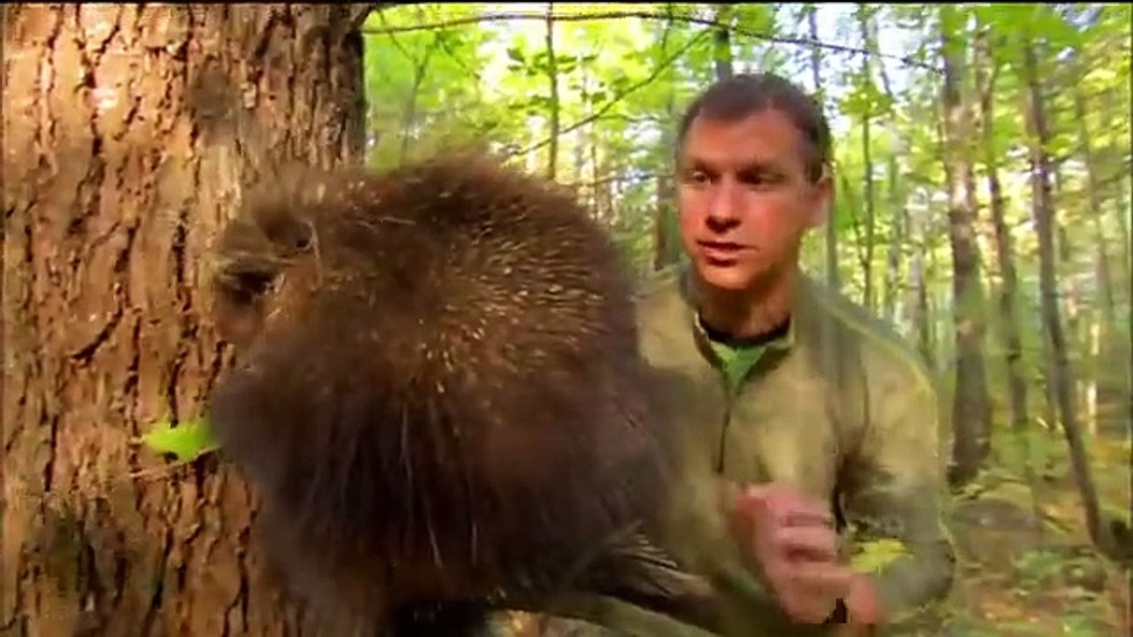 Wild Kratts - Se1 - Ep33 HD Watch HD Deutsch