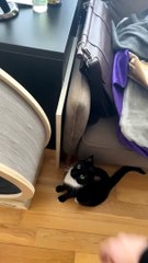 Teaching My Cat How to Use His Exercise Wheel
