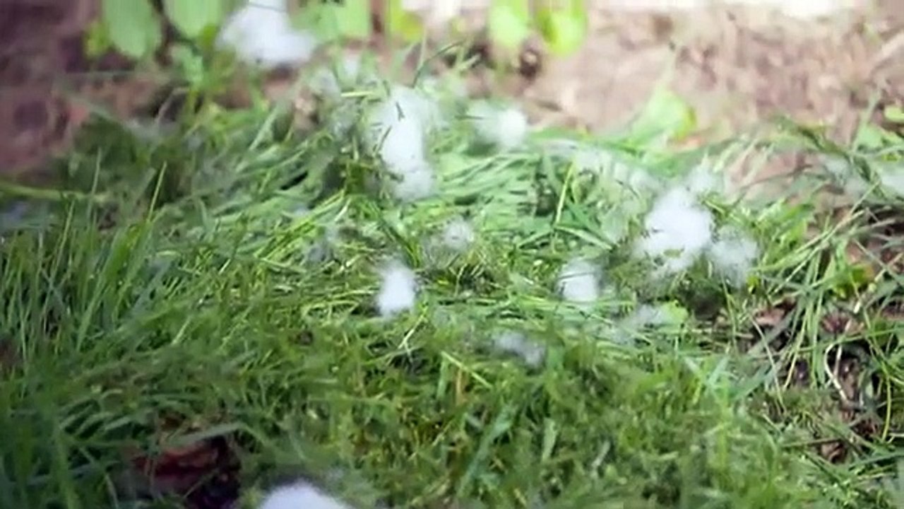 Amanda to the Rescue - Se2 - Ep01 - Floppy-Footed Pit Bull HD Watch HD Deutsch