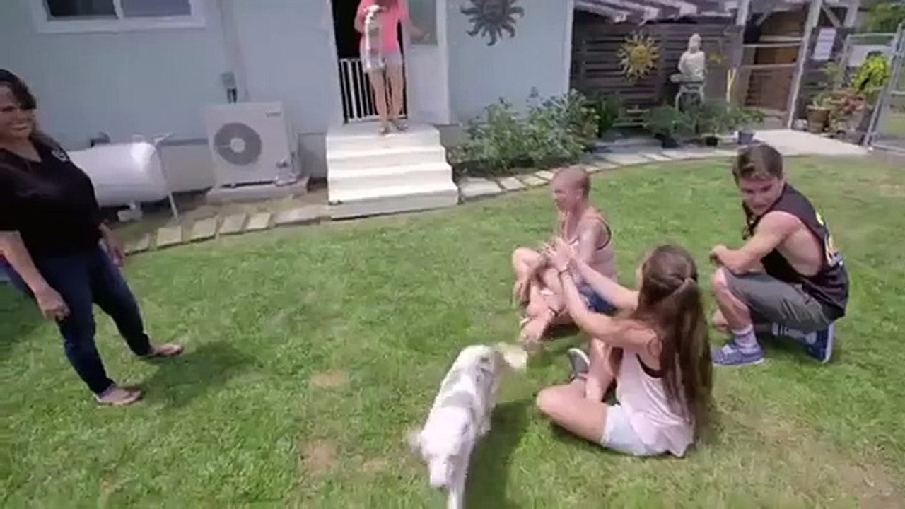 Amanda to the Rescue - Se2 - Ep03 - Aloha Dog Rescue HD Watch HD Deutsch