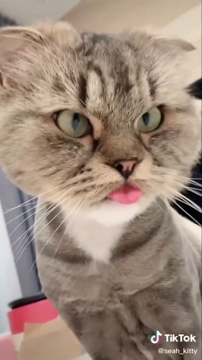 Best baby cats and dogs videos compilation #11 || #2022