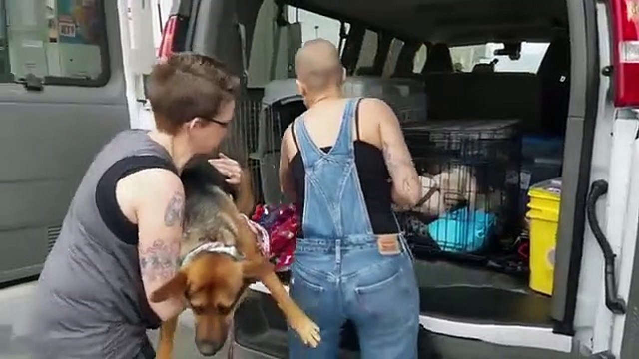 Amanda to the Rescue - Se2 - Ep07 - Pit-Bull and Panda HD Watch HD Deutsch