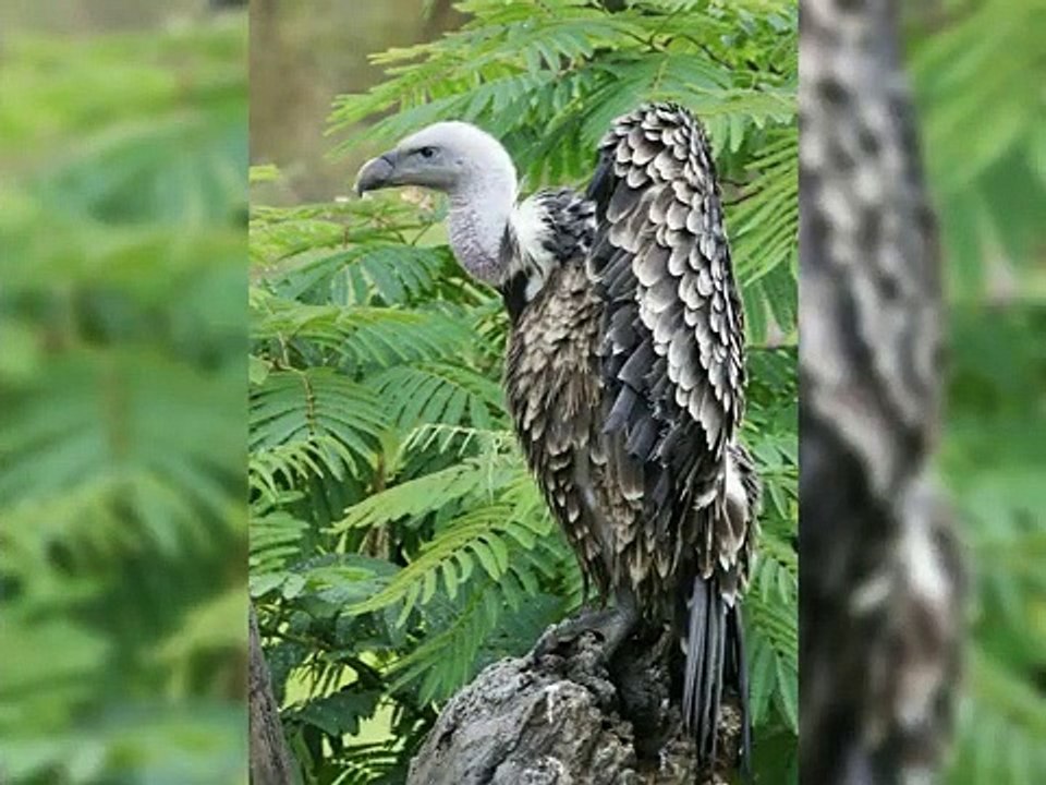 burung pemakan daging