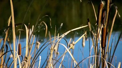 10,000 BC - Se2 - Ep05 HD Watch HD Deutsch