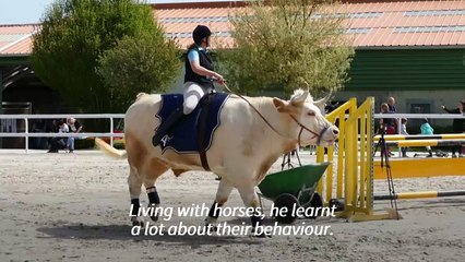 Aston, the bull who thinks he's a horse