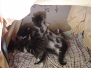Quand les chatons se battent...Part 03