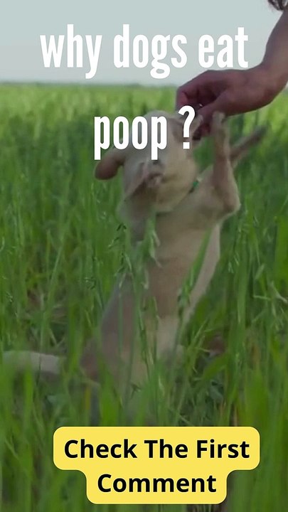 Why My Dog Is Eating Grass Vid O Dailymotion   X720