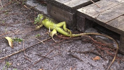 "Lluvia de iguanas" en el sur de Florida
