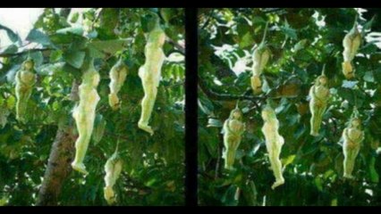 थाईलैंड का रहस्य्मयी पेड़ ,  जिस पर उगती हैं लडकियां  |