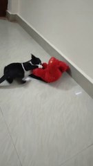 Cat Playing with Doll