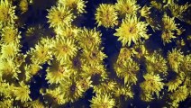 Best blooming Chrysanthemum flower