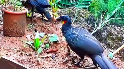 JACU E SEUS FILHOTES