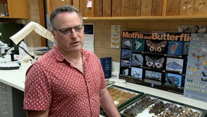 Australia's butterfly population spikes over recent weeks