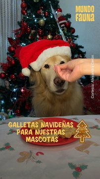 Prepara estas deliciosas galletas para celebrar la Nochebuena con tus mascotas