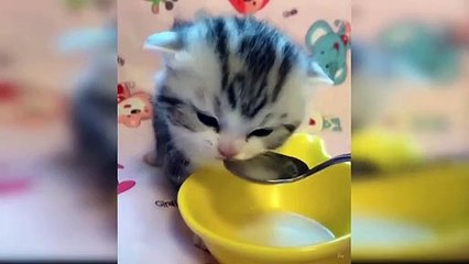 These Funny Cats Make You Definitely Laugh - Funniest Cats