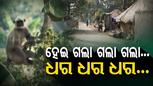 Fear grips residents of village in Jagatsinghpur over monkey attack