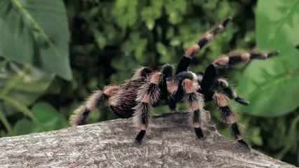 Tarantula - warna - orange - dan - hitam -mixkit-black-and-orange-tarantula-walking-closeup-1488-medium